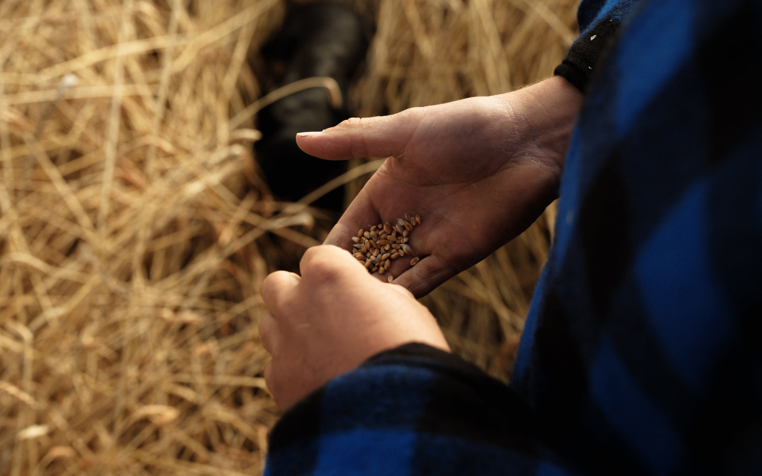 Wheat Project | GAIL's Bakery